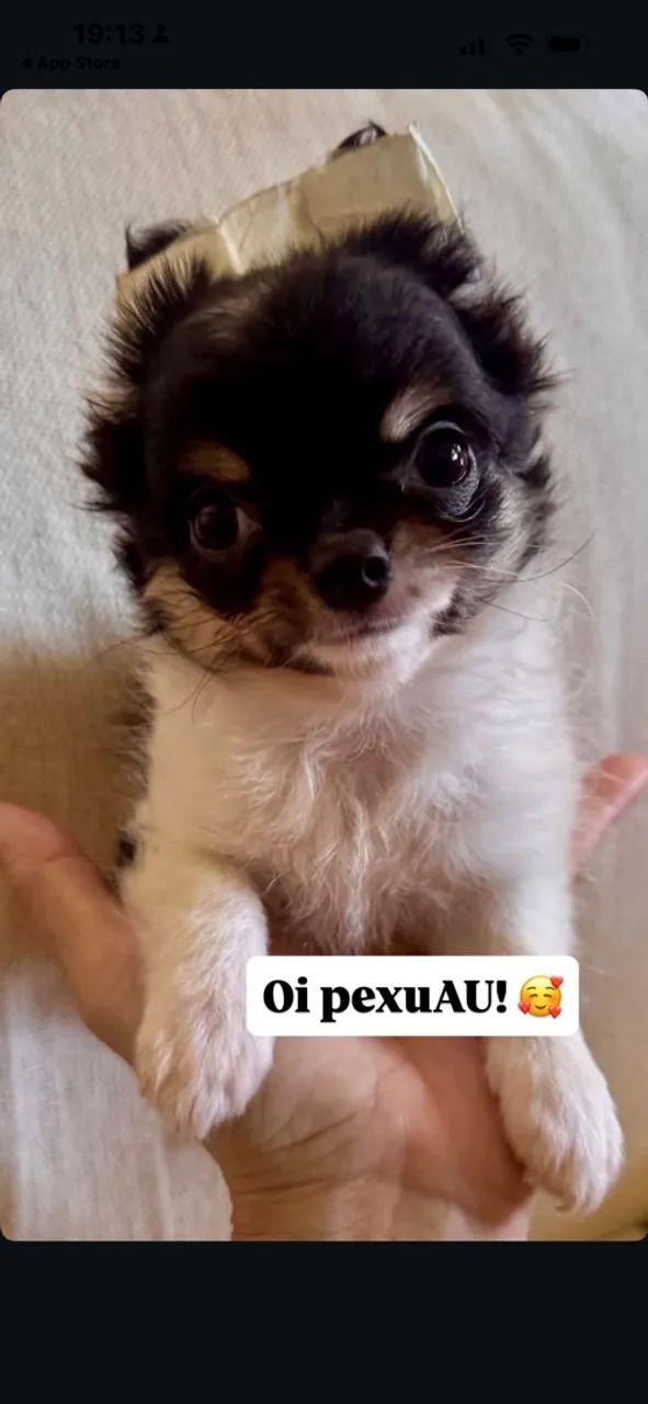 Chihuahua macho - Foto 2