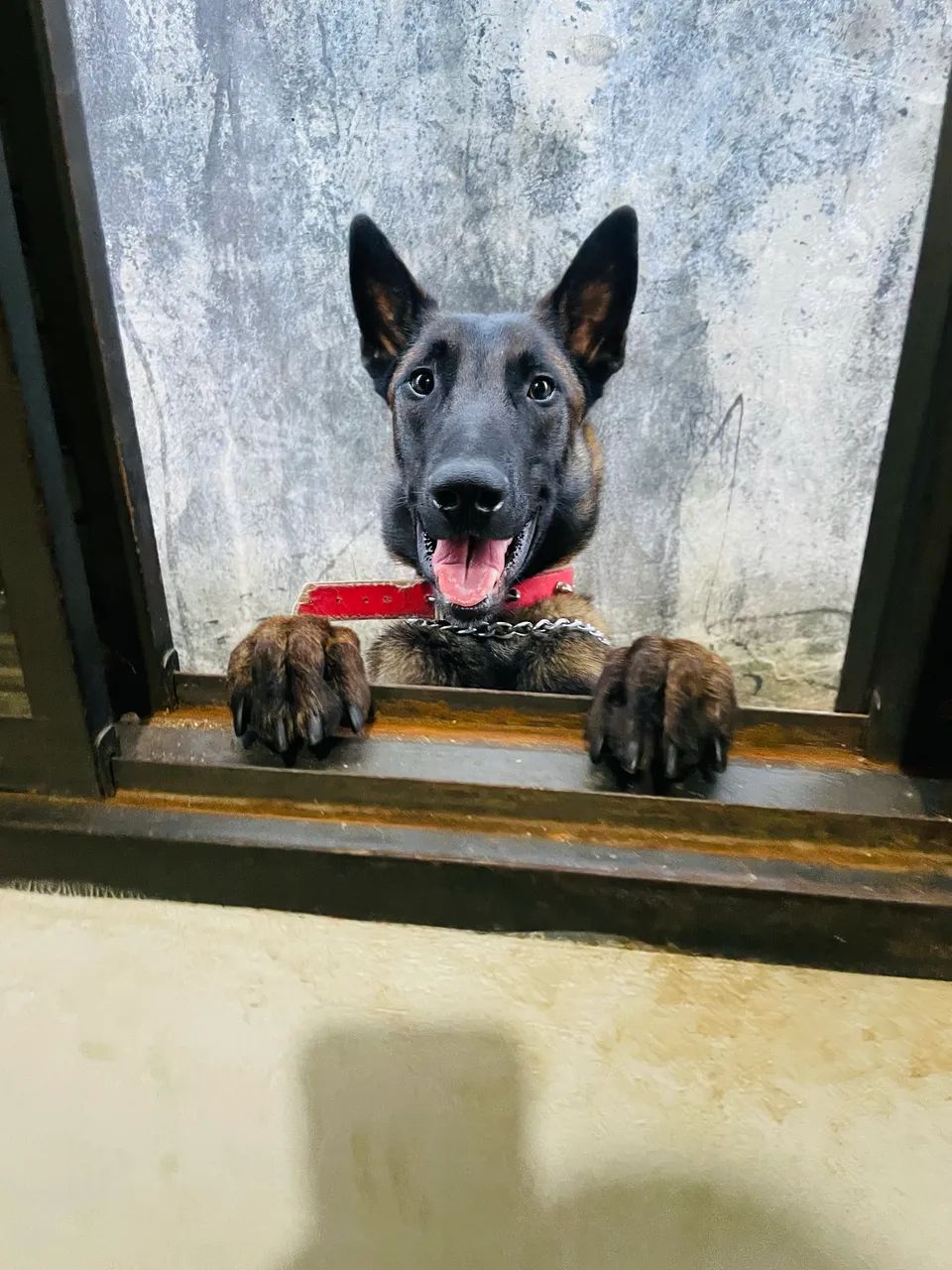 Pastor belga malinois  - Foto 2