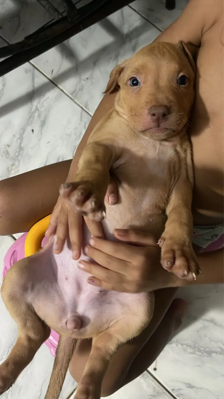 FILHOTES DE PITBULL - Foto 5