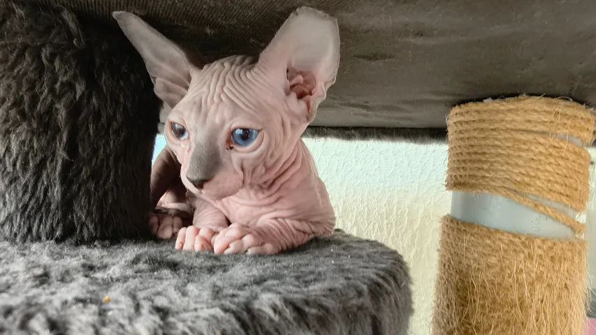 Baixou ! Lindos filhotes de gatinhos sphynx - disponíveis para entrega! - Foto 2
