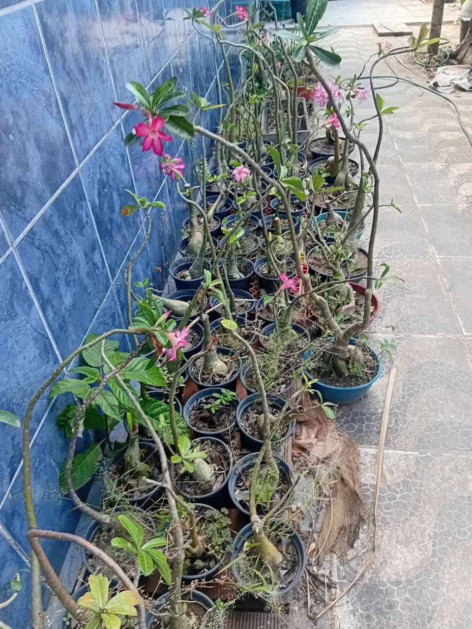 ROSAS DO DESERTO  - Foto 2