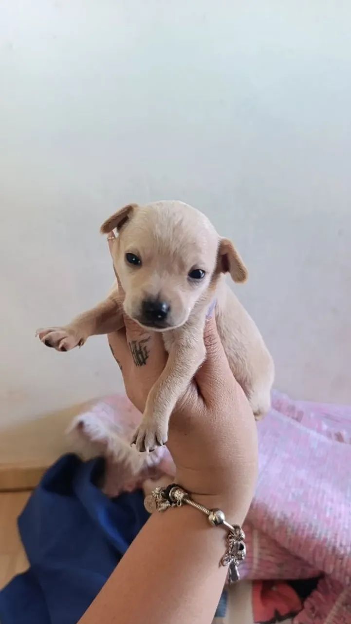 Pinscher Macho 