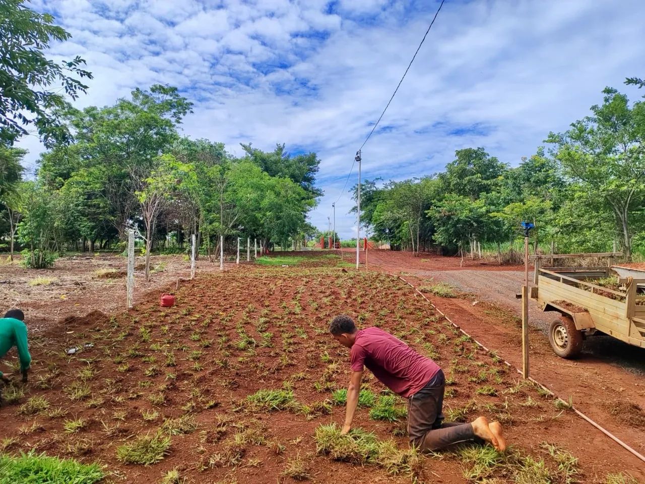 Plantio de Grama Esmeralda, Batatais e Bermuda | Orçamento Gratuito - Foto 5