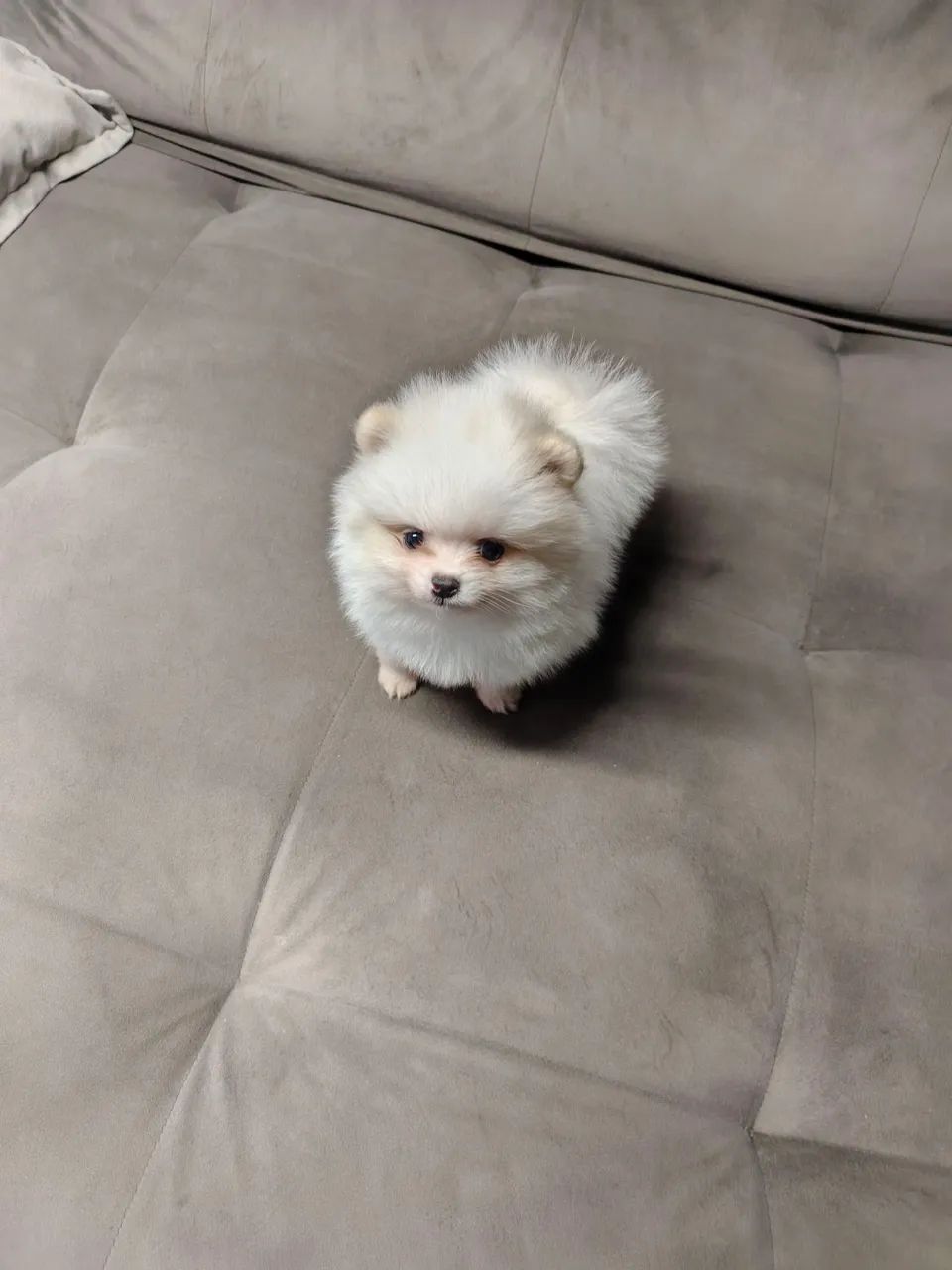 Spitz alemão / macho - Foto 2