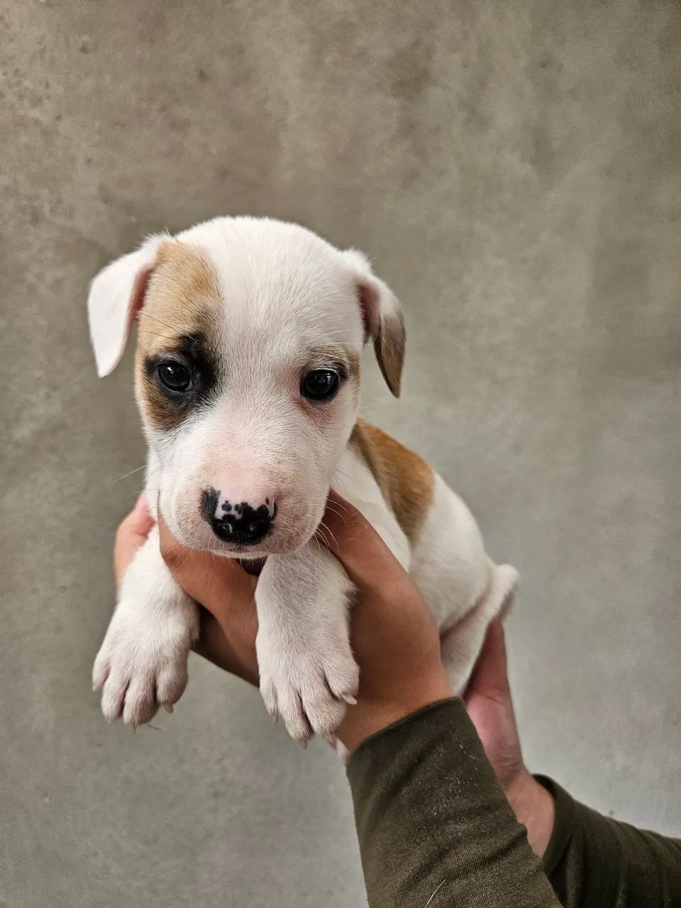 FILHOTES DE PITBULL  - Foto 4