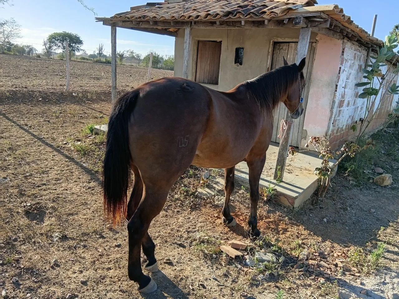 Cavalo 