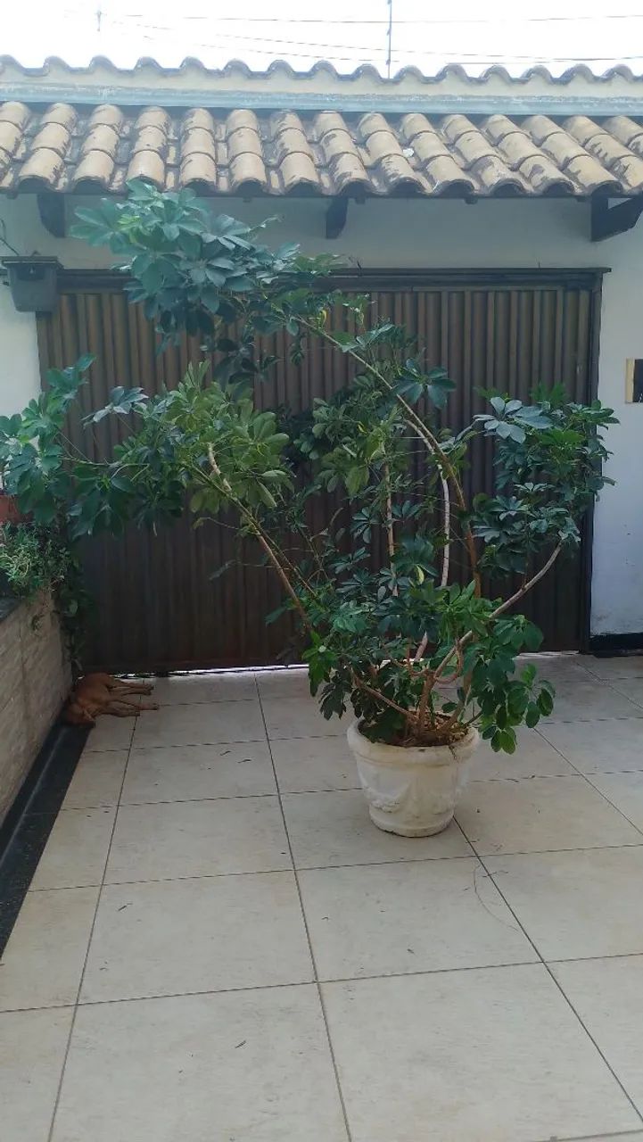 Desapego de planta  - Foto 2