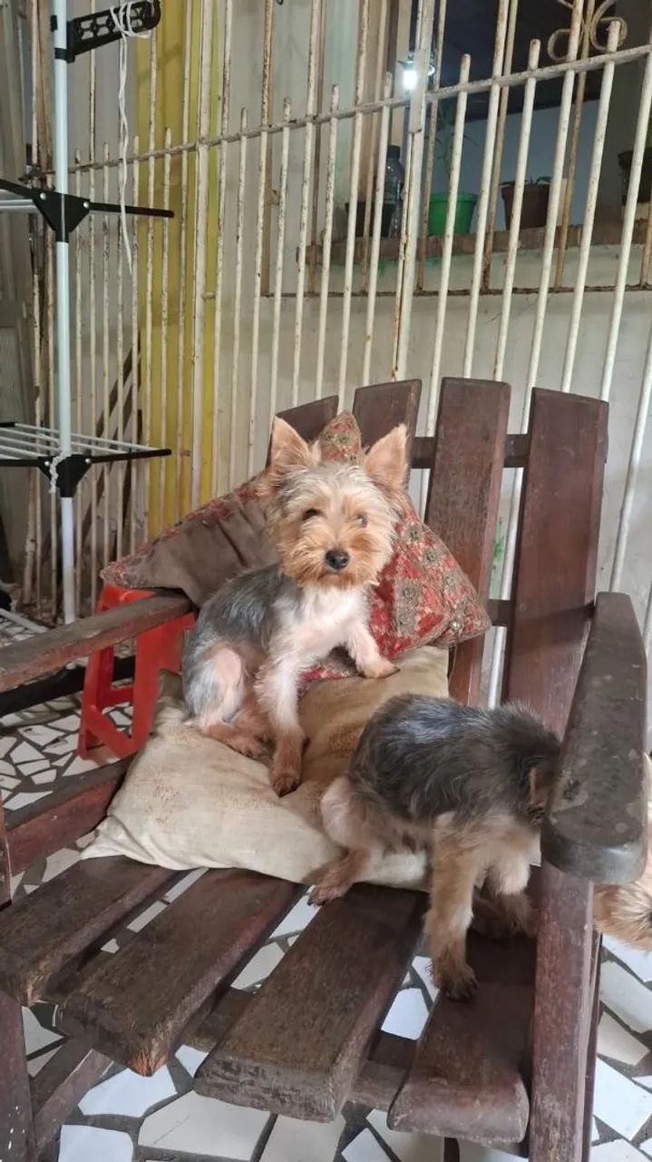 Yorkshire terrier  - Foto 2