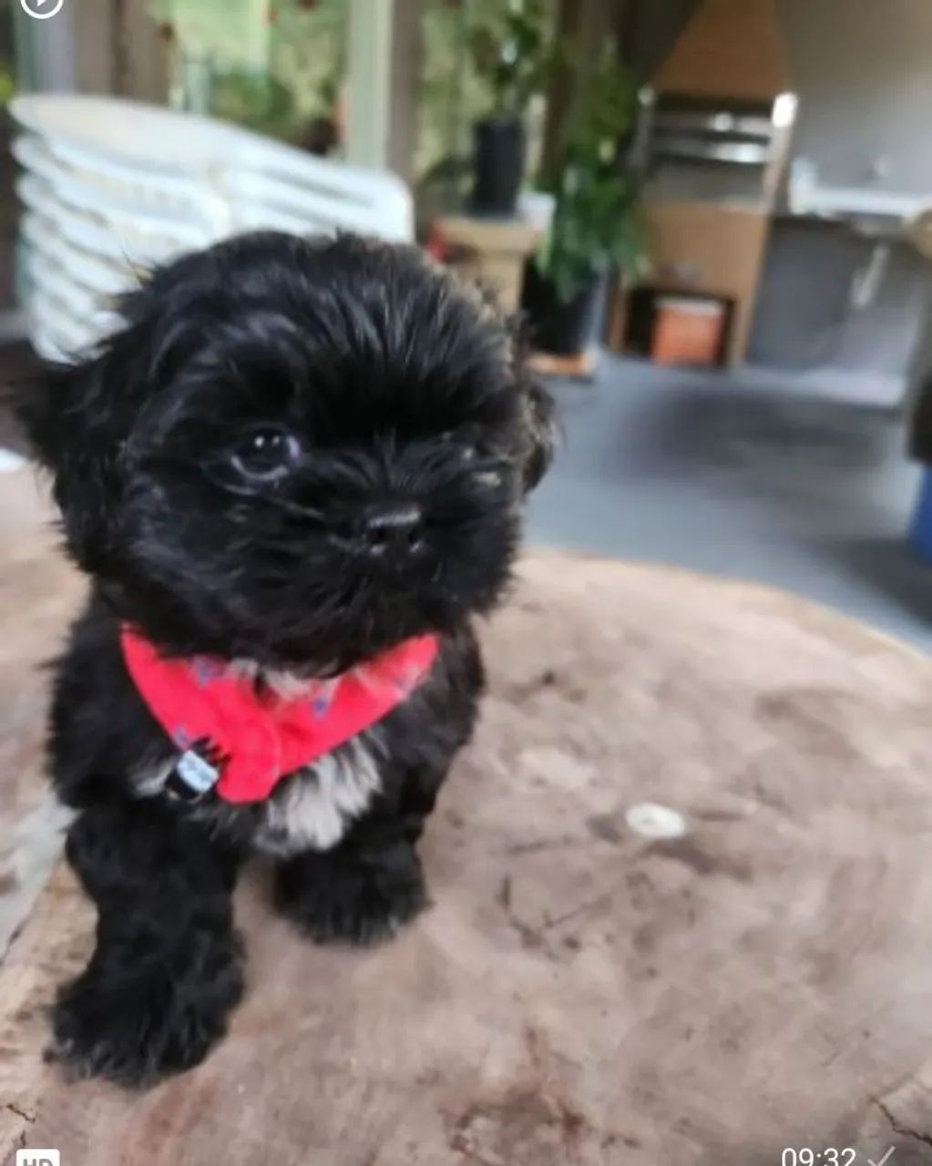 Shih Tzu 