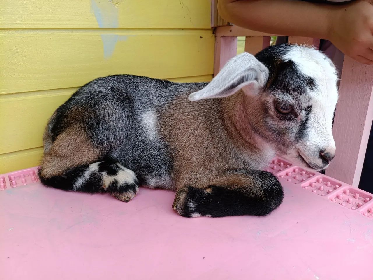 Cabritinho PET 4 Cores 