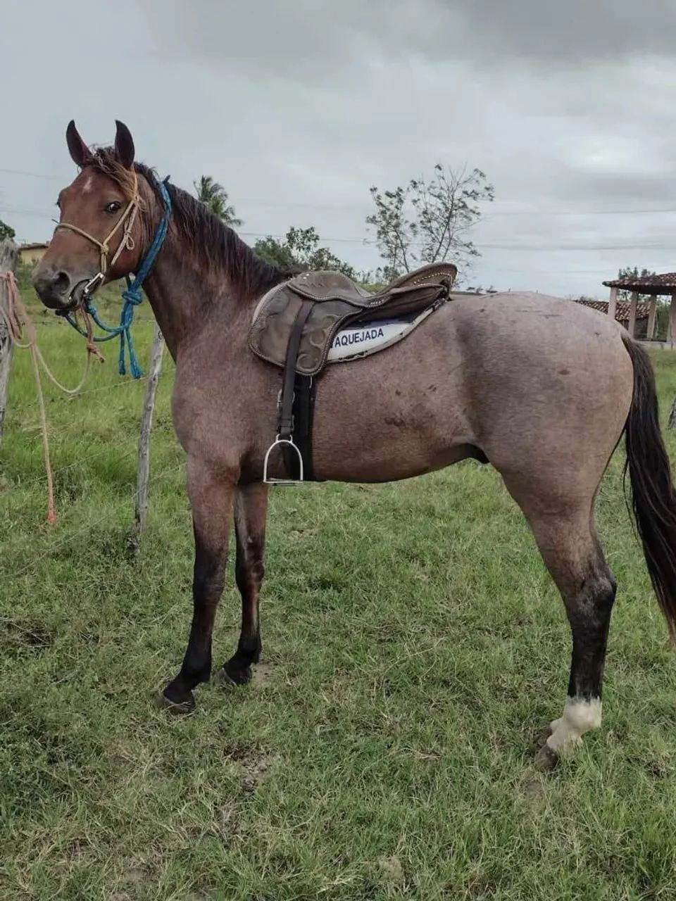 Cavalo manga larga 