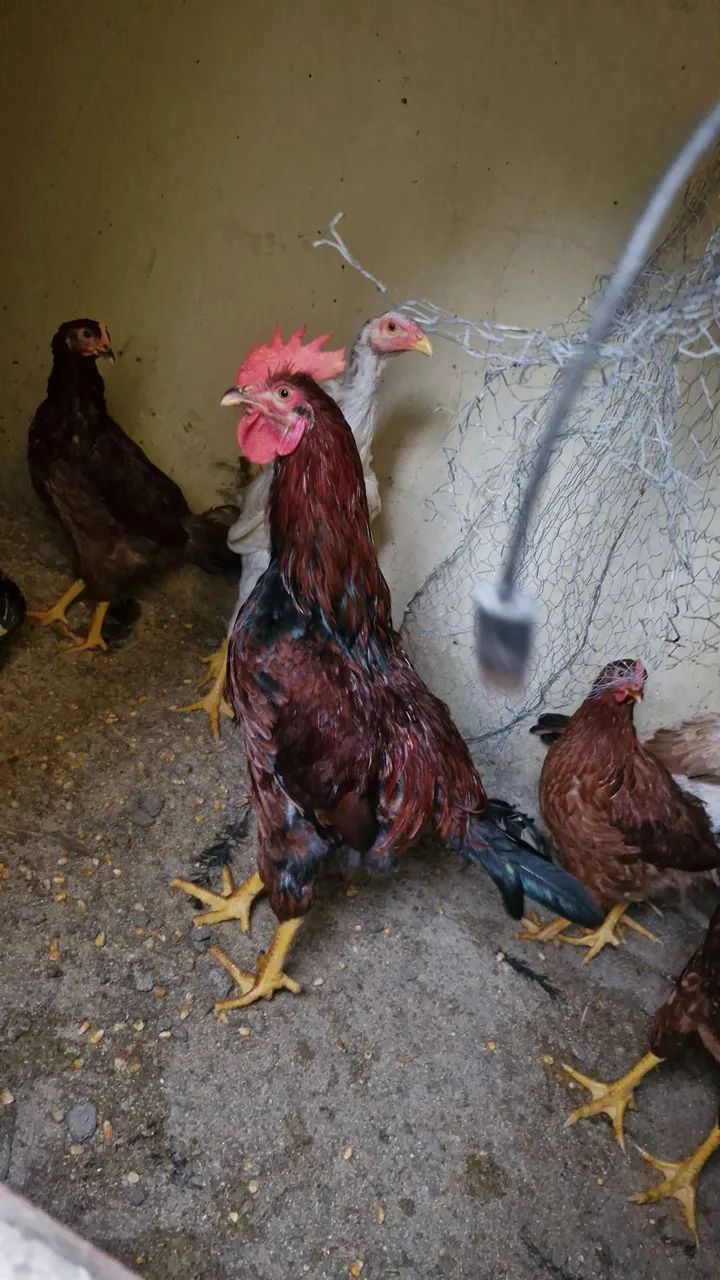 Frango e galinha Caipira  - Foto 4