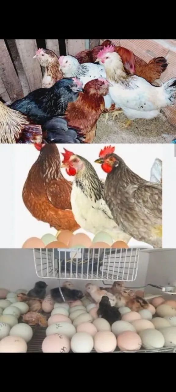 Pintinhos poedeira glc Ovos azul e verde  - Foto 2