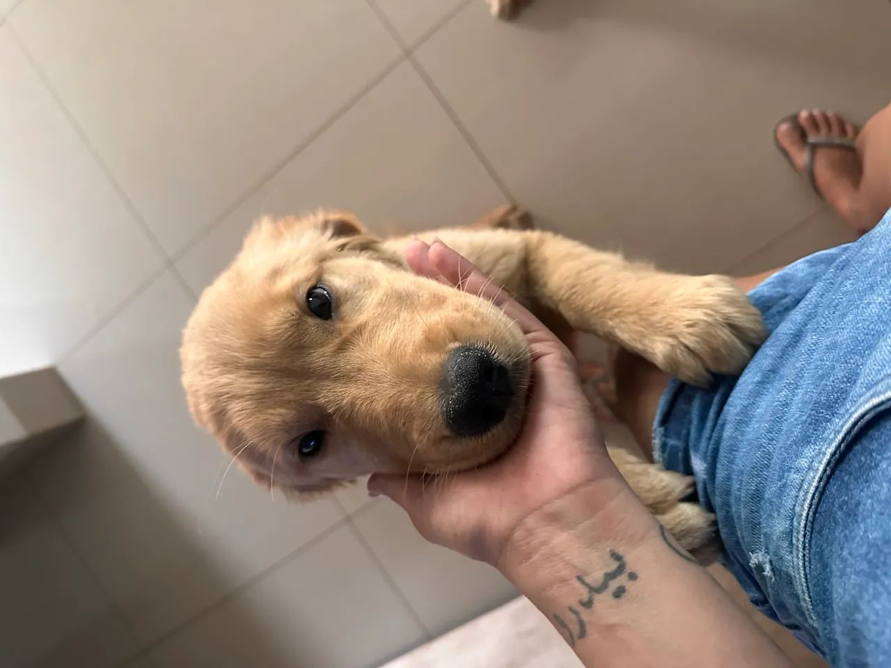 Golden retriever  - Foto 5