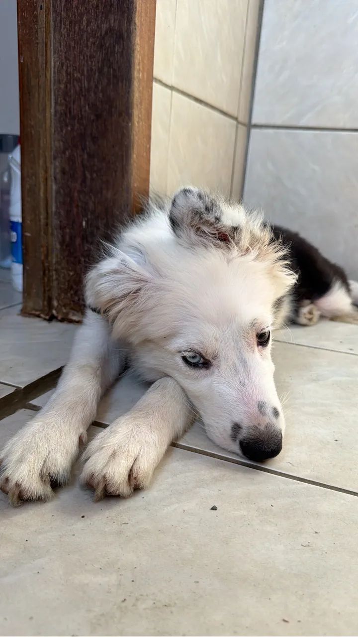 Filhote de Border Collie Macho