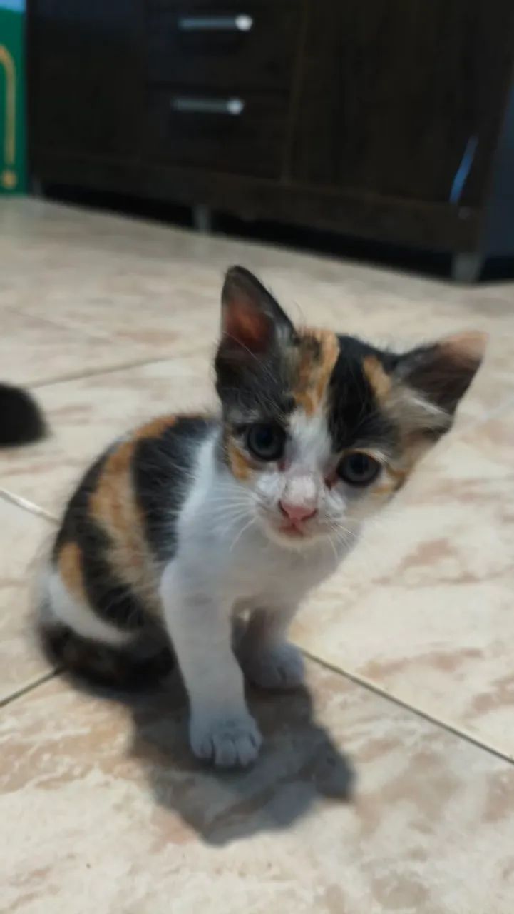 GATO ( FÊMEA ) DOAÇÃO  - Foto 2