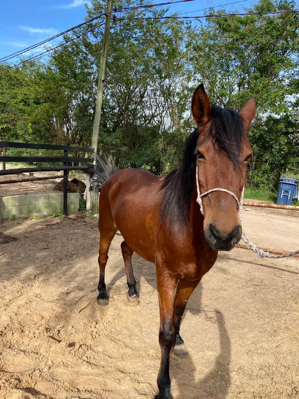Cavalo mangalarga  - Foto 4
