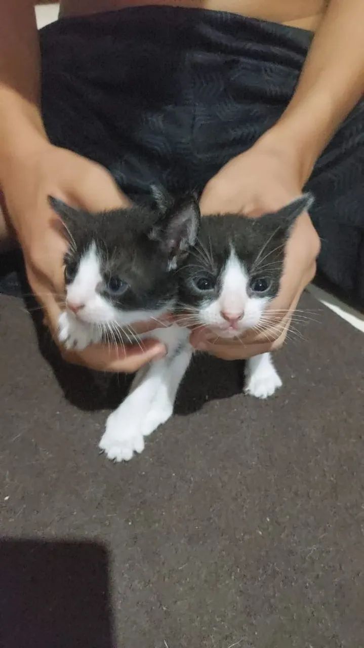 Doação de gatinhos - Foto 2