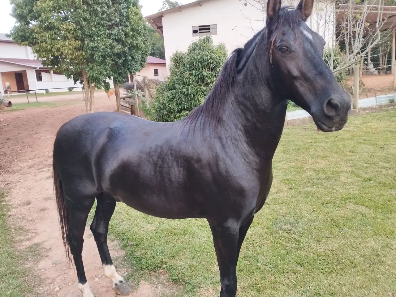 Cavalo Mangalarga Marchador registrado 