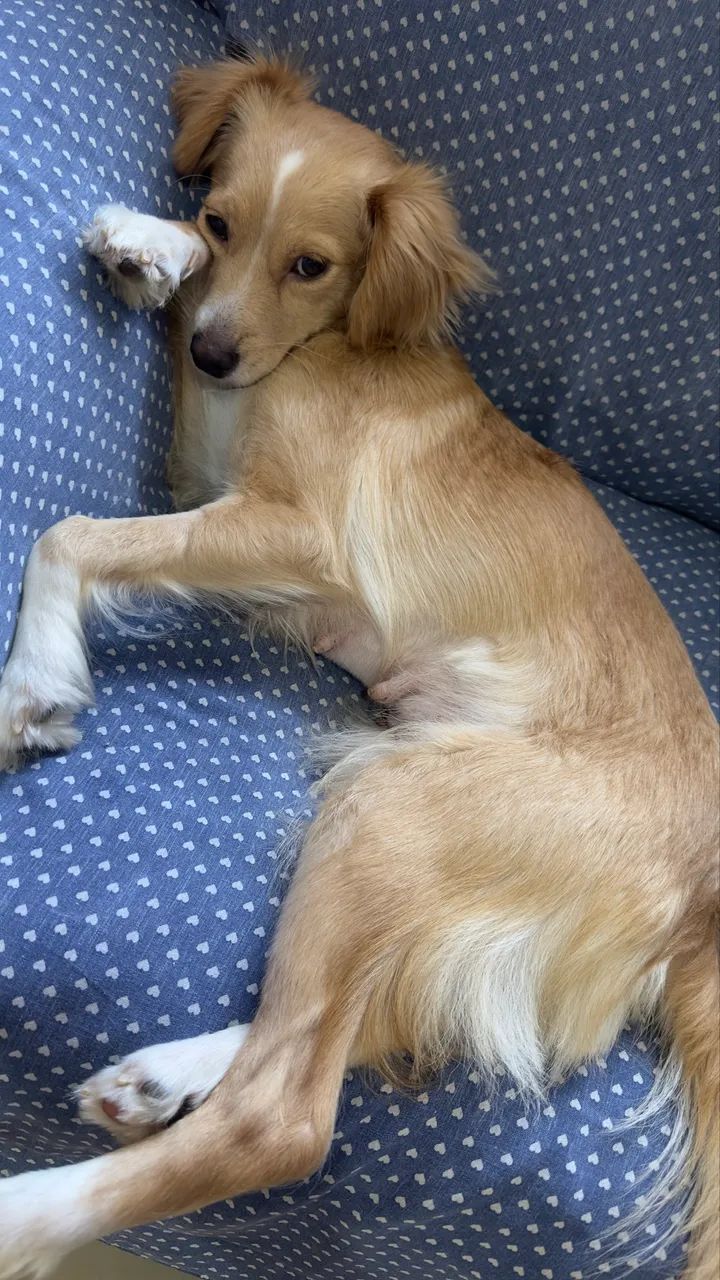 Cachorrinha castrada  - Foto 2