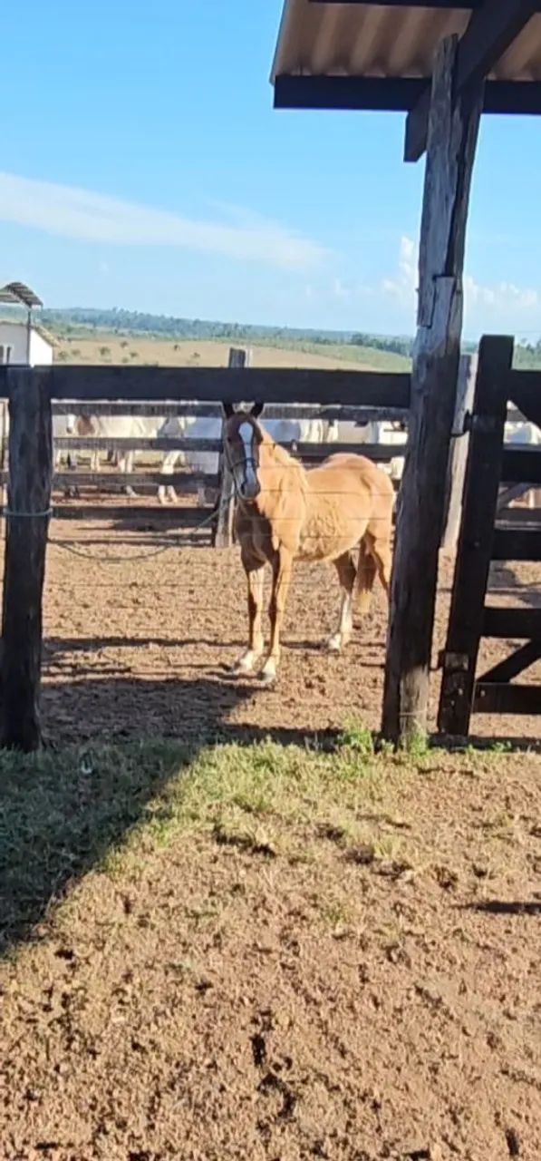 Potro Quarto de milha (Qm) - Foto 4
