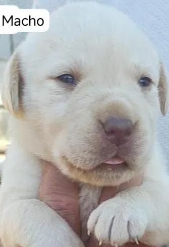 Labrador filhote