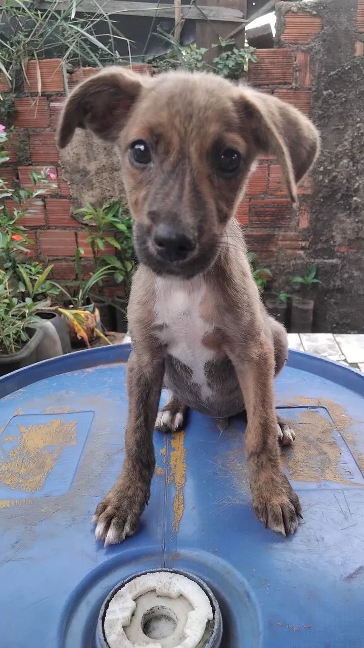 Doação  - Foto 5