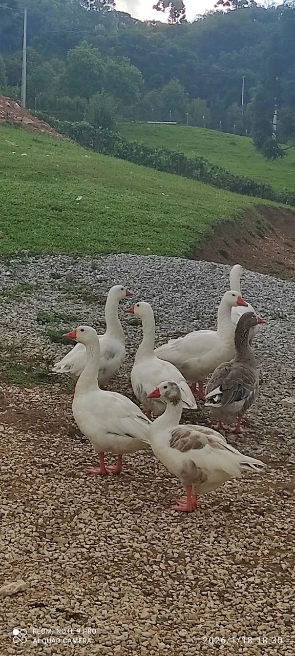 Casal de Ganso 