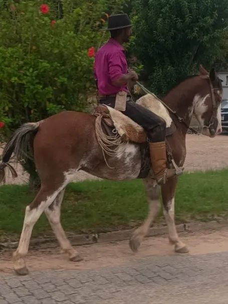 Oportunidade, Cavalo Crioulo linda pelagem rara, Oveiro, excelente de laço, manso