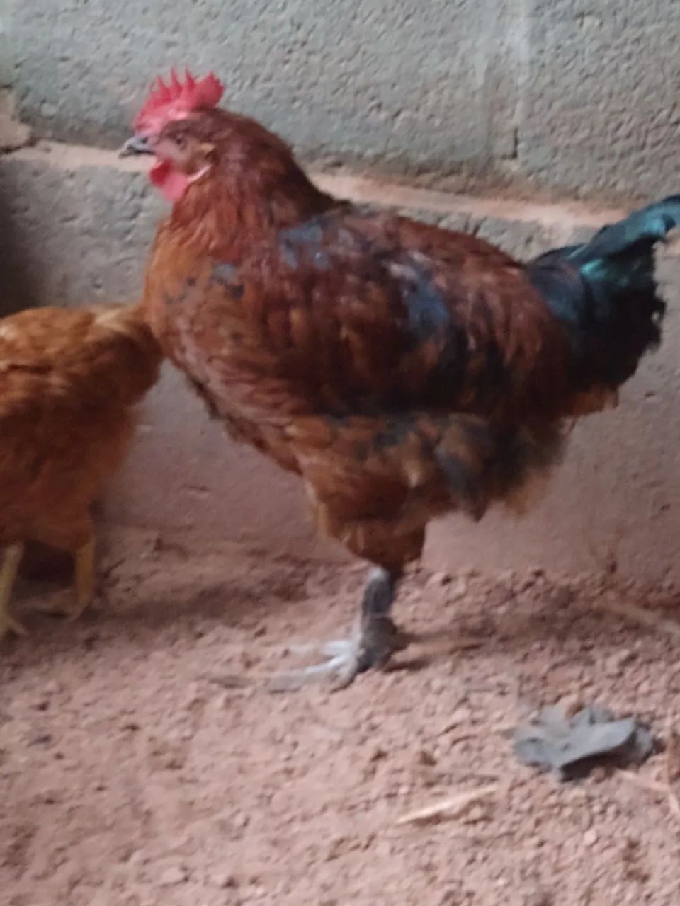Galos e galarotes 