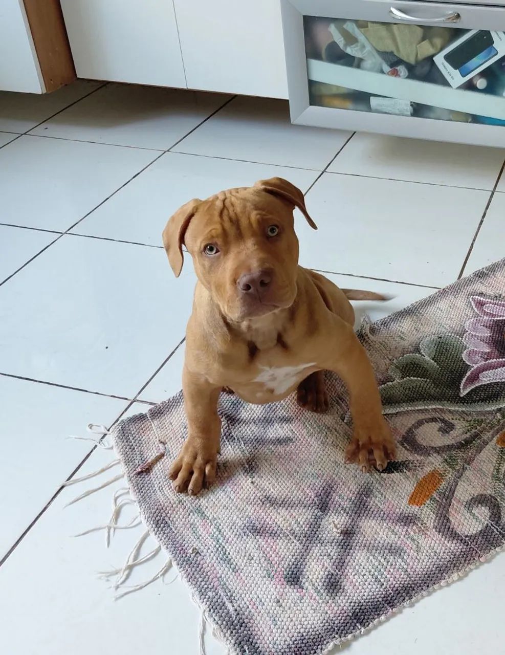 Filhote pitbull 800,00 