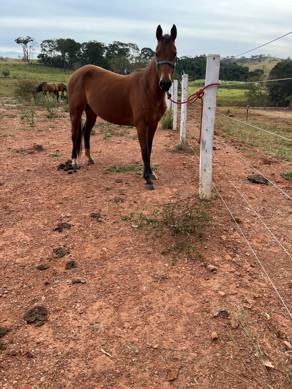 Potra Quarto de milha - Foto 2
