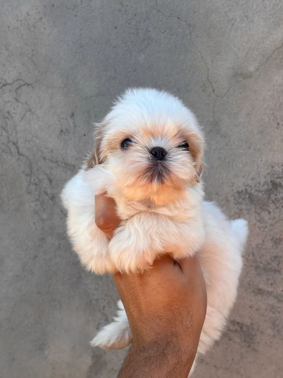 Fêmeas de Shihtzu disponível - Foto 3