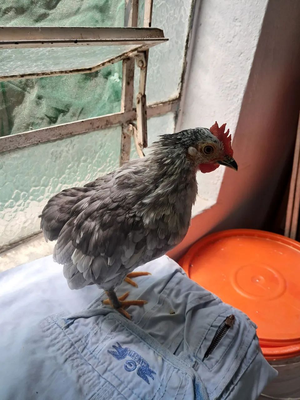 Disponível um micro garnizer suro macho  - Foto 5