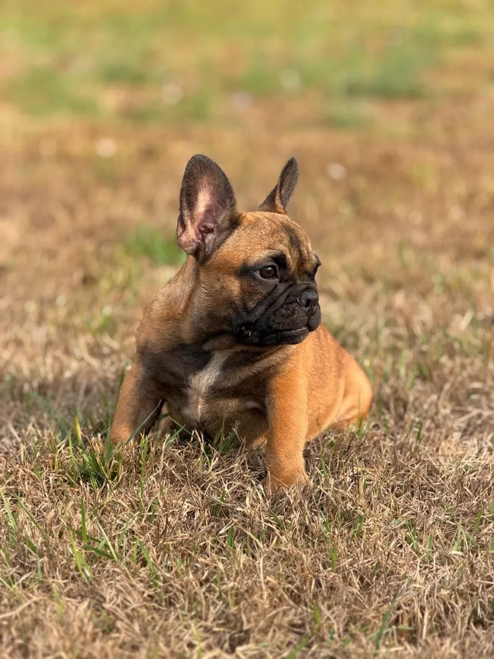  Buldogue Francês micro - Foto 2