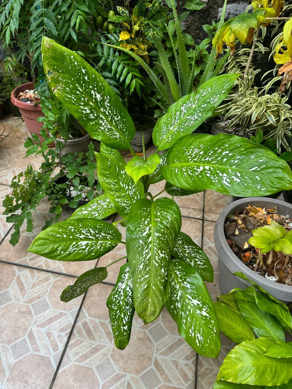 Planta comigo ninguém pode - Foto 2