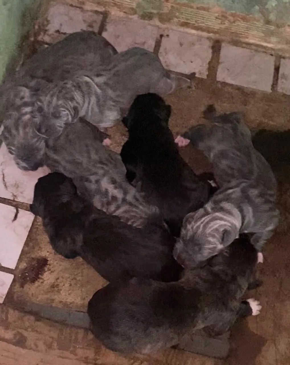 Fila Brasileiro - Foto 2
