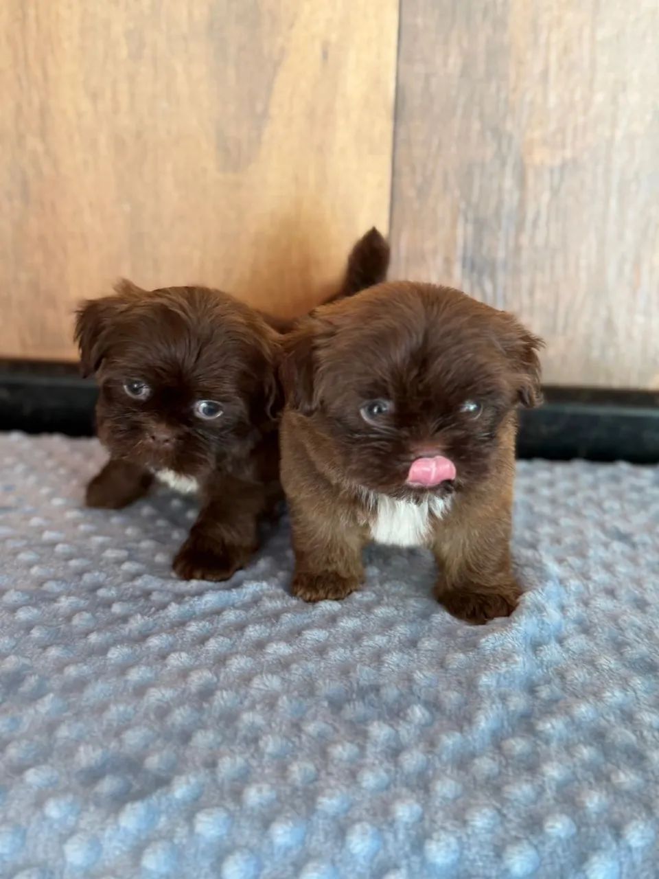 shihtzu chocolate  - Foto 5
