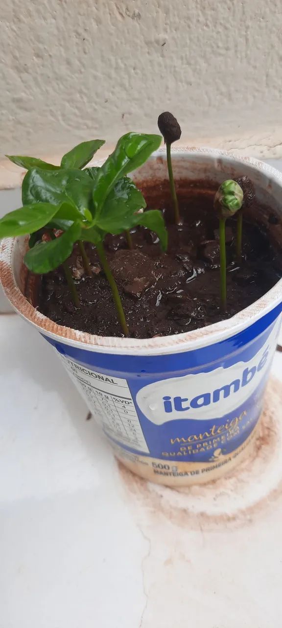 7 mudas de café recém formado  - Foto 3