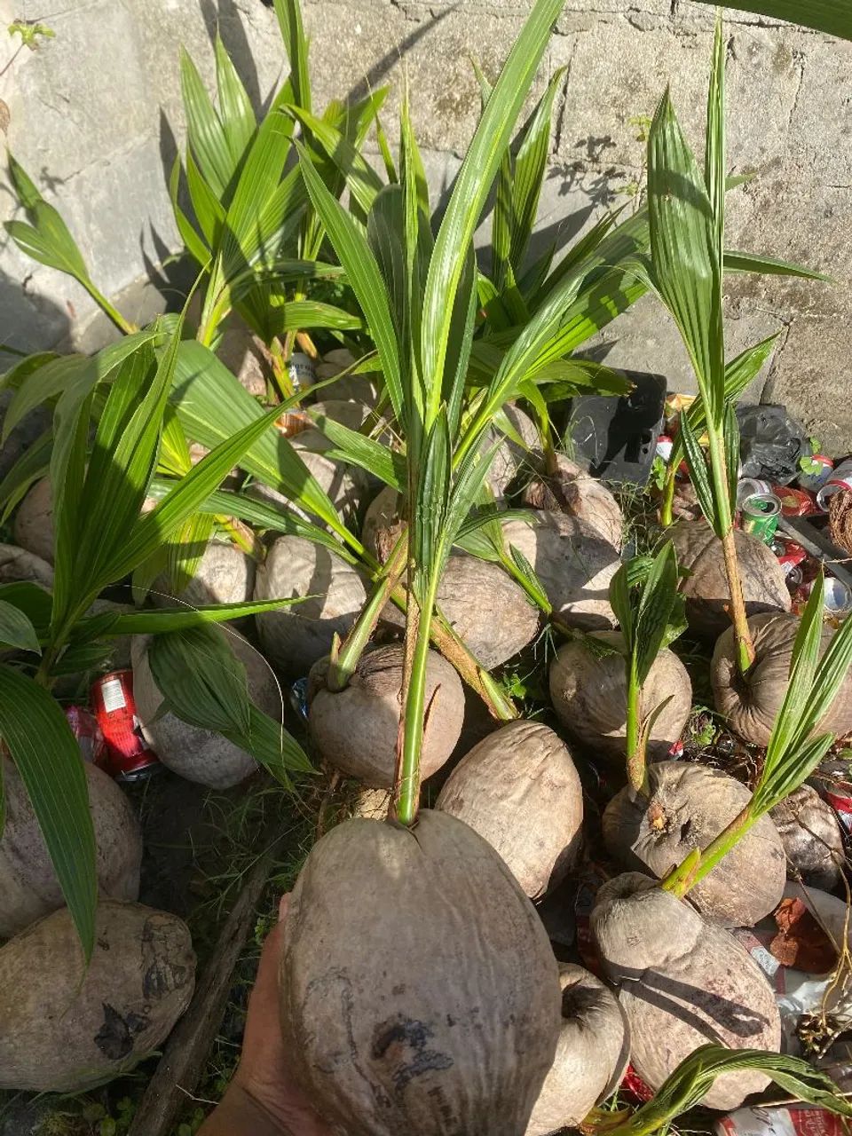 Vende-se muda de coco anão em grande quantidade - Foto 2