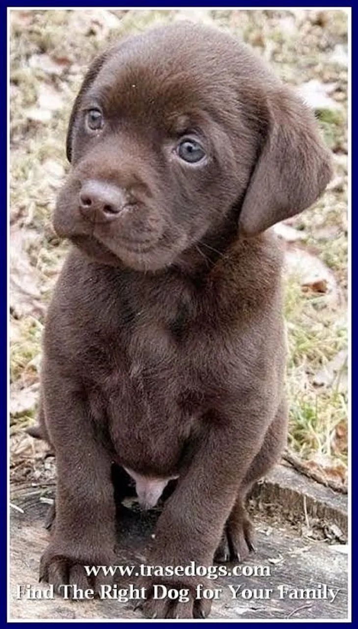 Labrador famosos pela beleza 