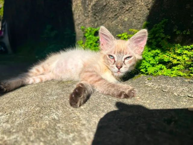 Gato - Foto 4