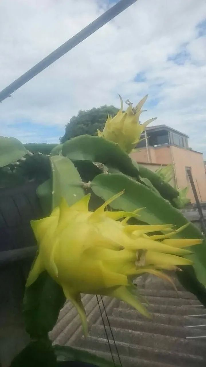 mudas de pitayas * - Foto 5