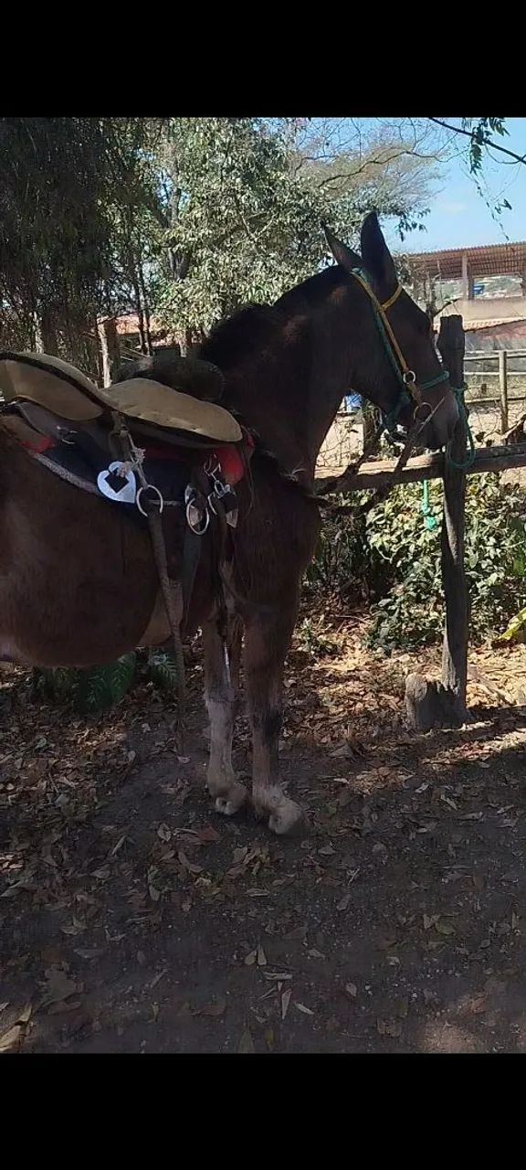 Burro top a venda mansinho - Foto 3