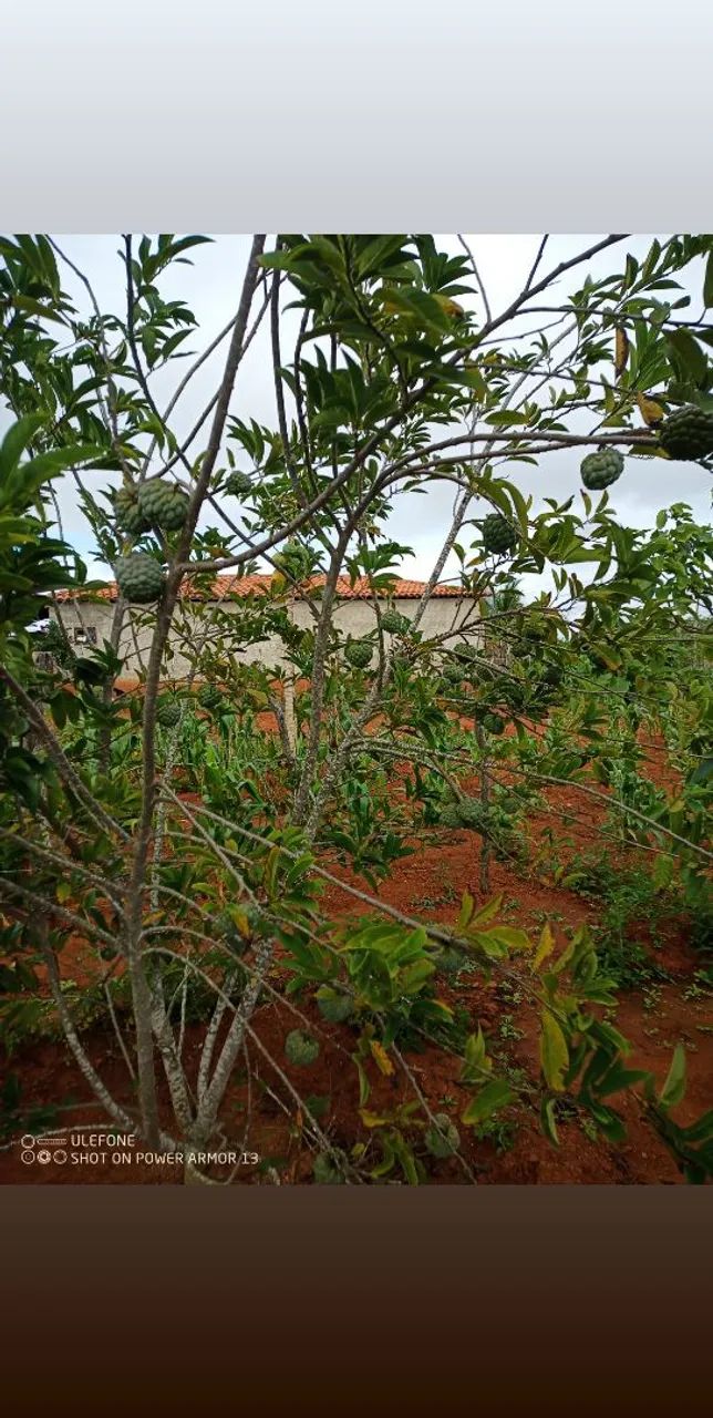  Chácara Vila do Rafael Caruaru  - Foto 2