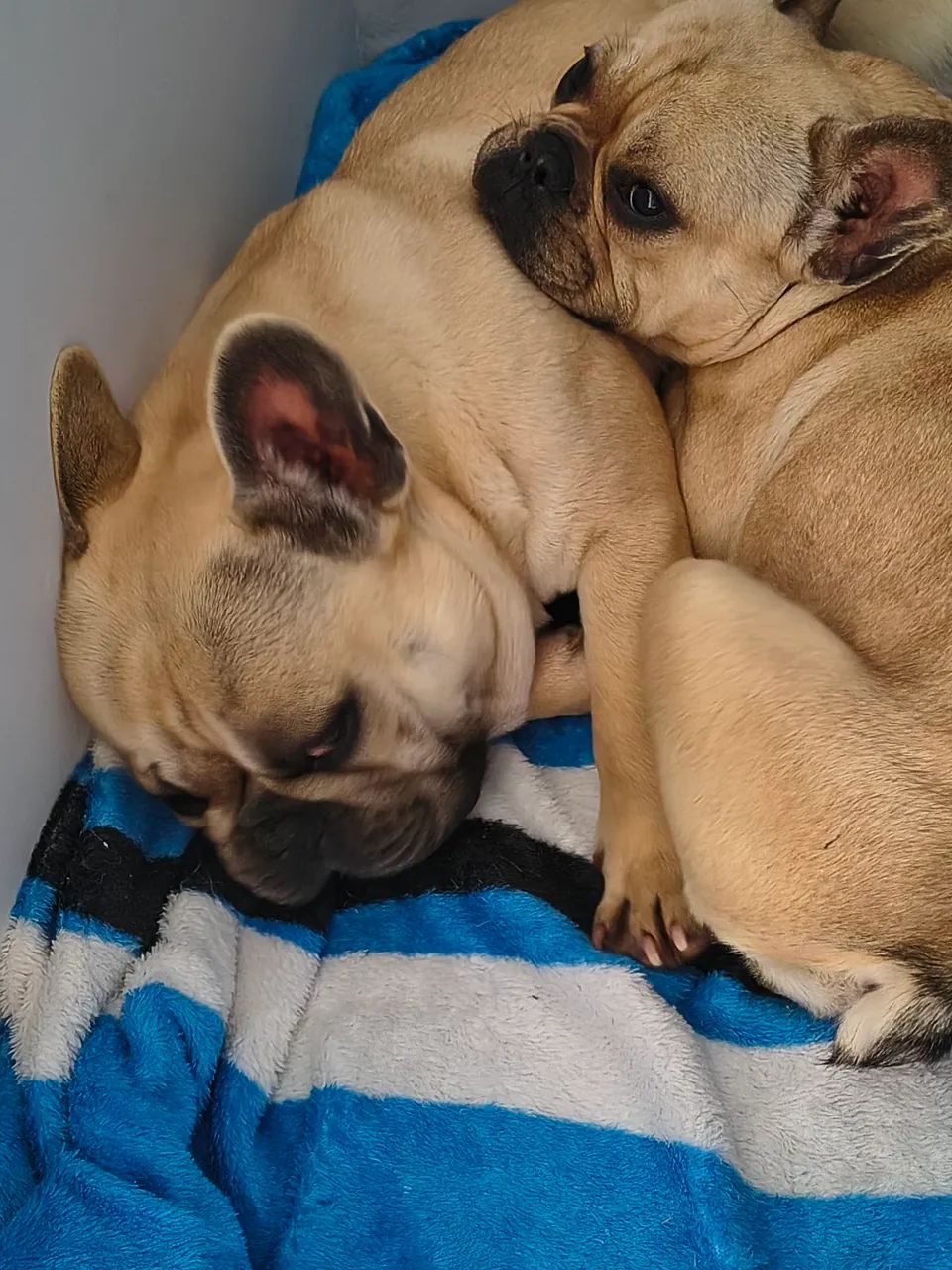 Buldogues 