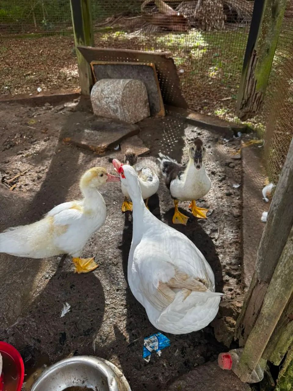 Vendo patos  - Foto 3