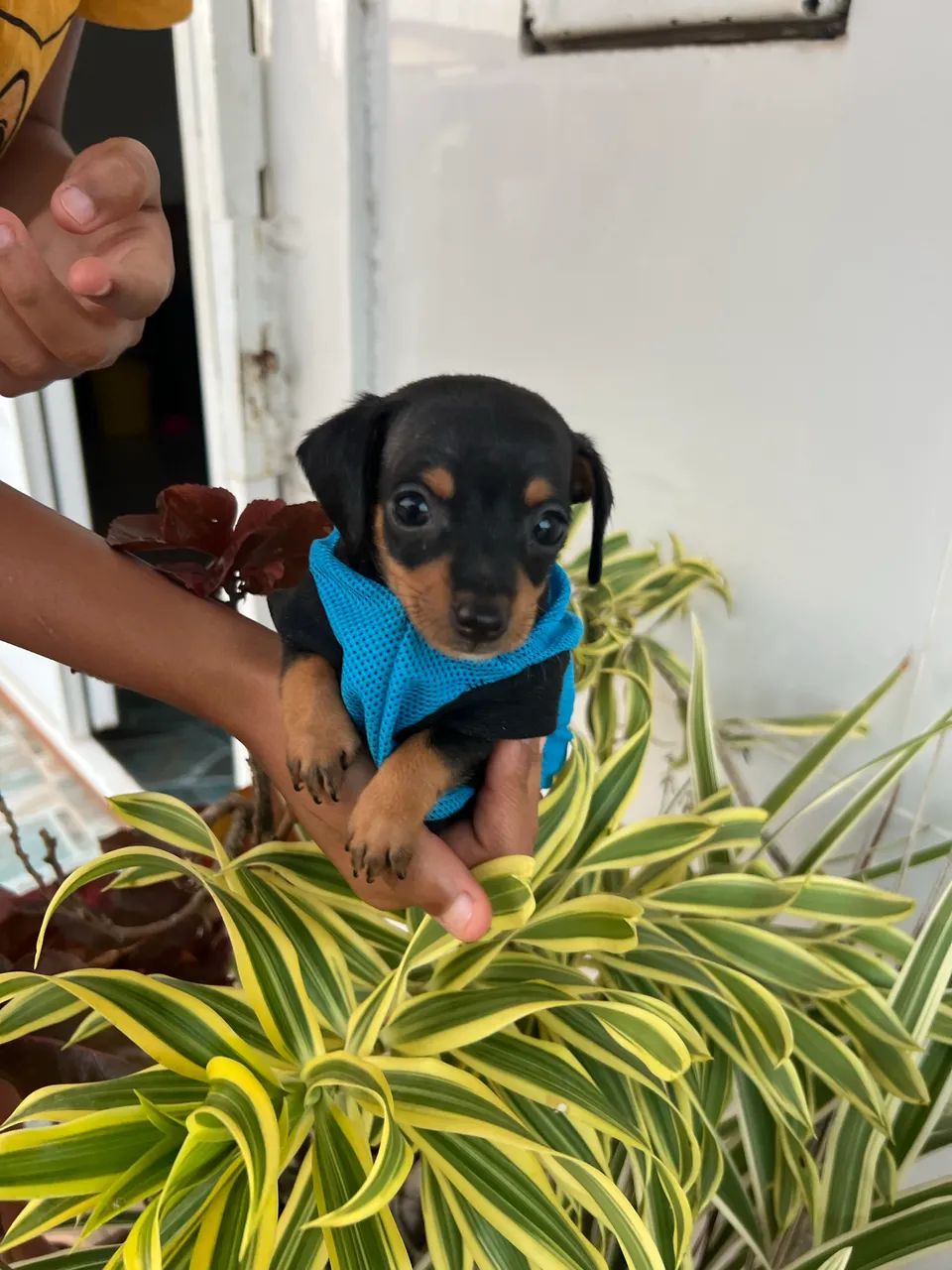 Pinscher macho disponível 