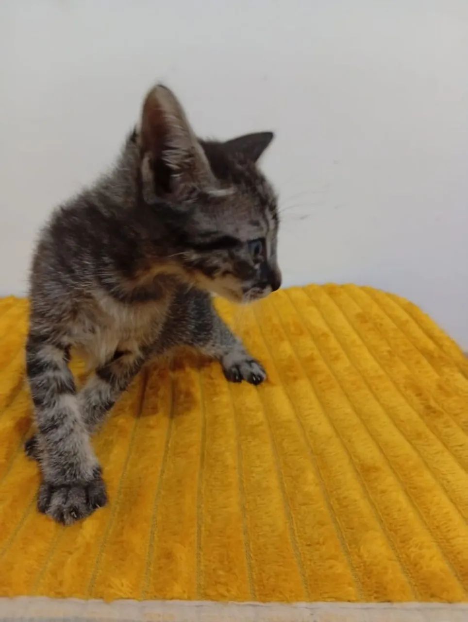 Filhotes de gato  - Foto 2