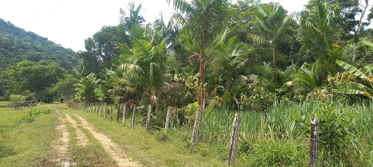 Fazenda com 4 quartos à Venda, 160 m² em Itapé/BA - Foto 4